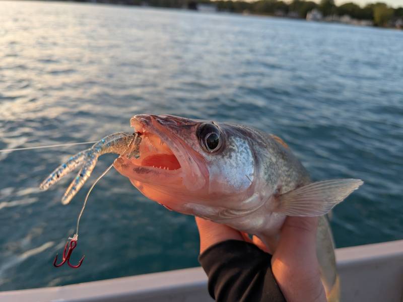 Walleye in Port Huron