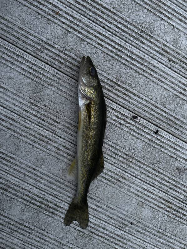 Walleye in United States