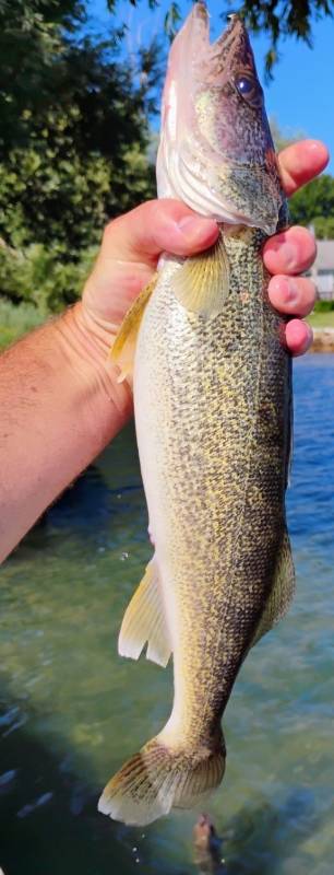 Walleye in Port Huron