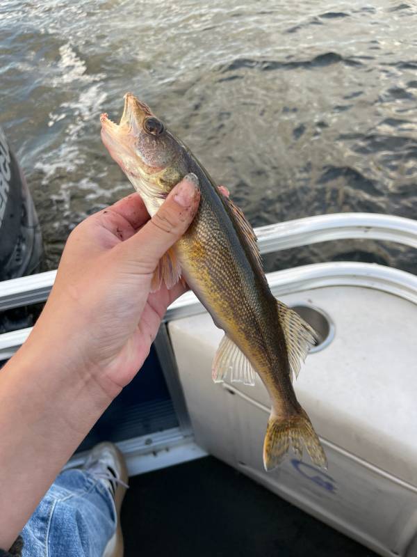 Walleye in United States