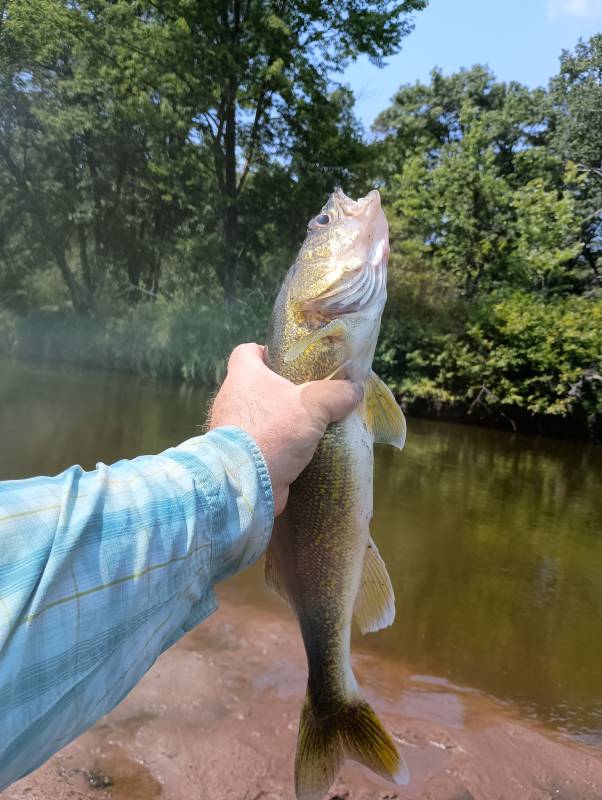 Walleye in Wisconsin