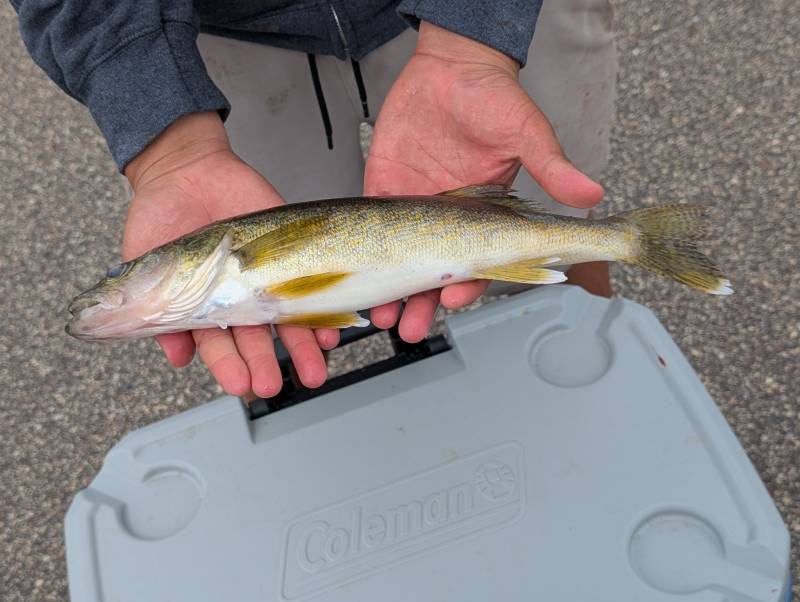 Walleye in Inver Grove Heights