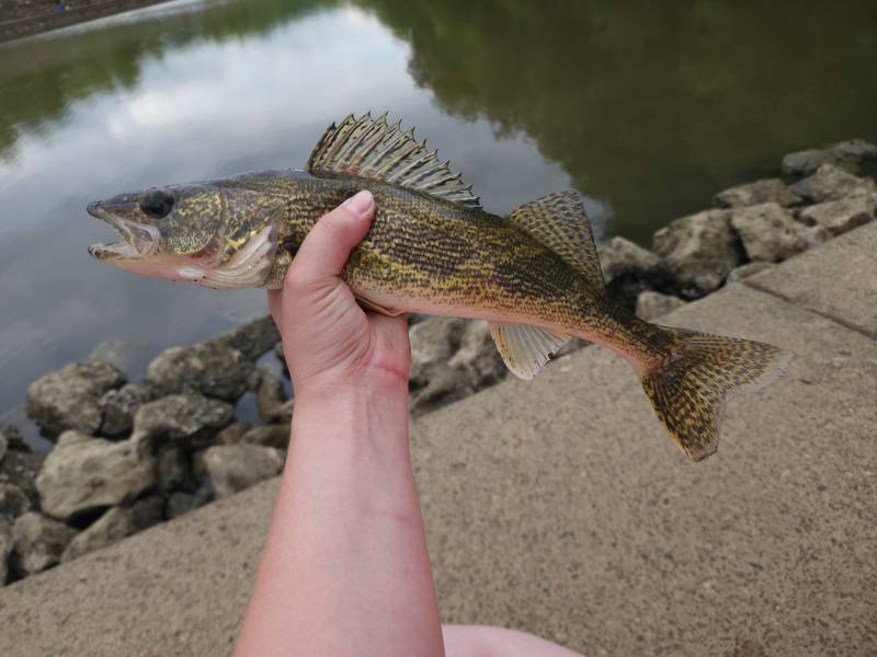 Walleye in Georgetown