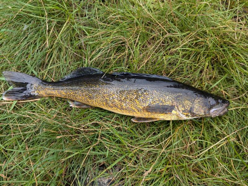 Walleye in Cook County