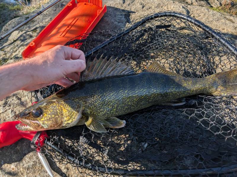 Walleye in Connecticut River