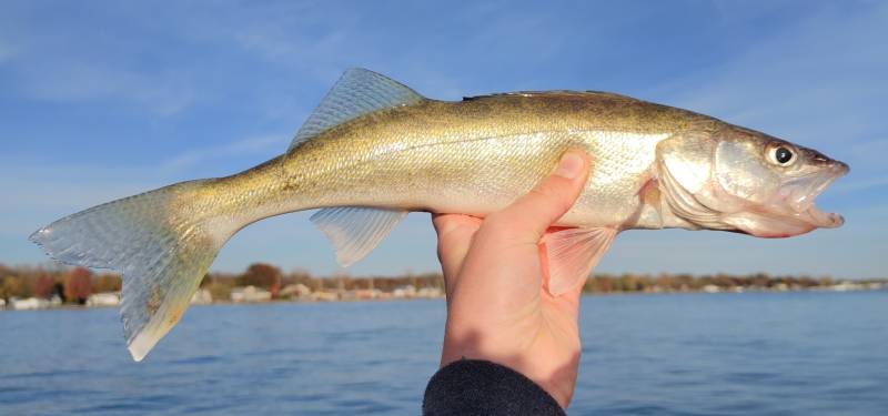Walleye in Port Huron
