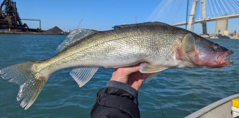 Walleye in Detroit