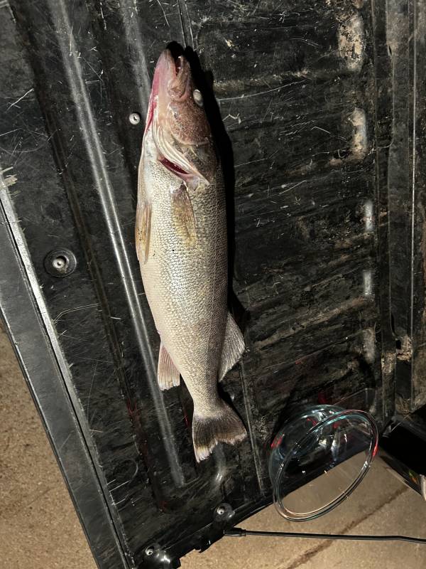 Walleye in Nebraska