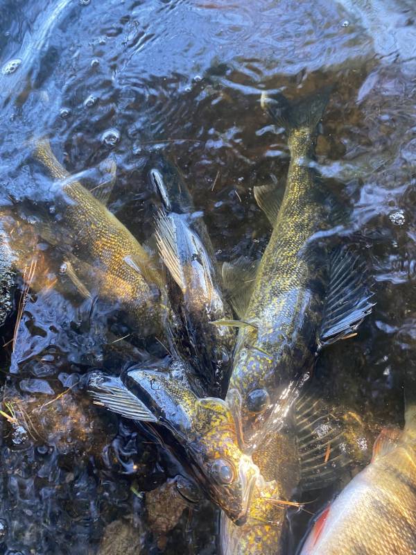Walleye in Lake County