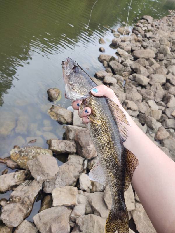 Walleye in Hillsboro
