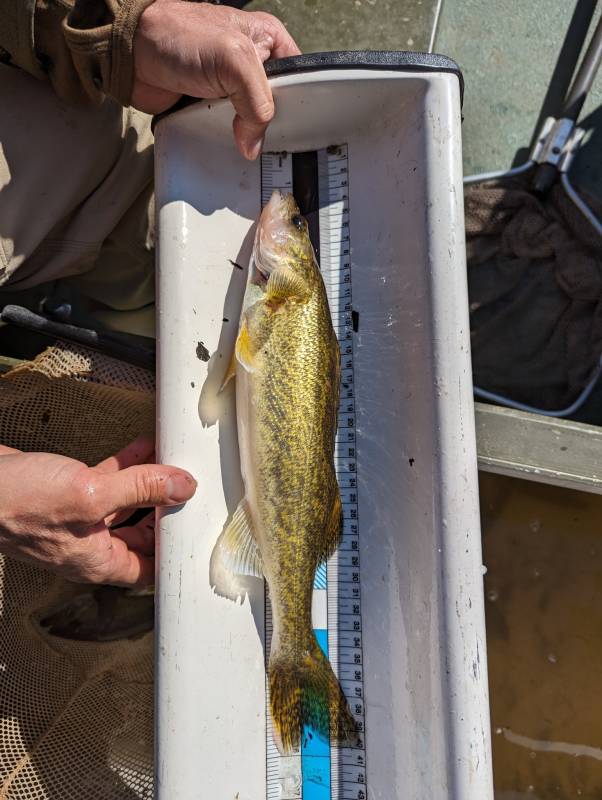 Walleye in Vernon
