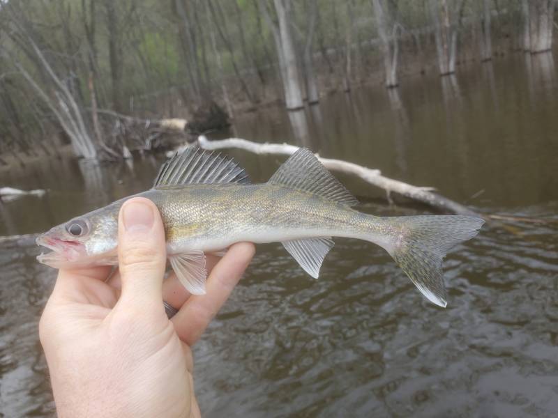 Walleye in Wisconsin