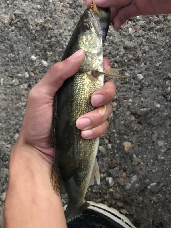 Walleye in Kansas