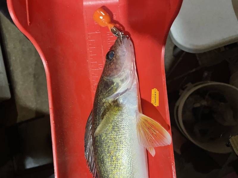 Walleye in Upper Red Lake