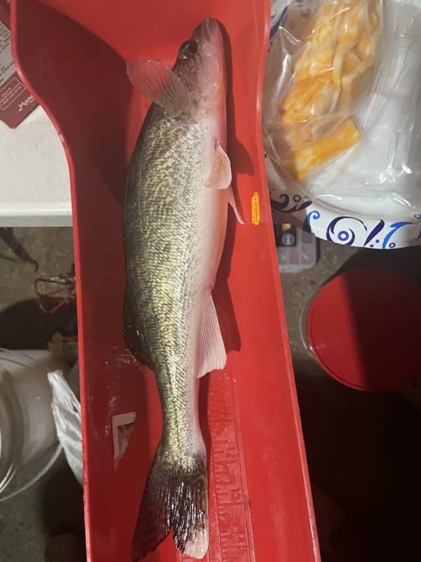 Walleye in Upper Red Lake