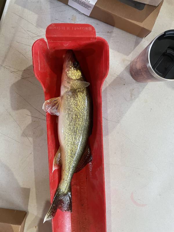 Walleye in Upper Red Lake