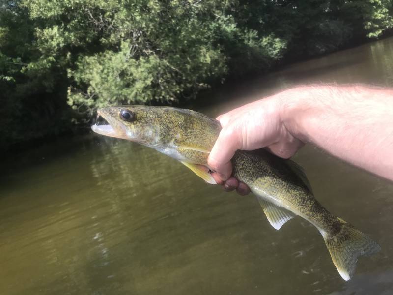 Walleye in McBain