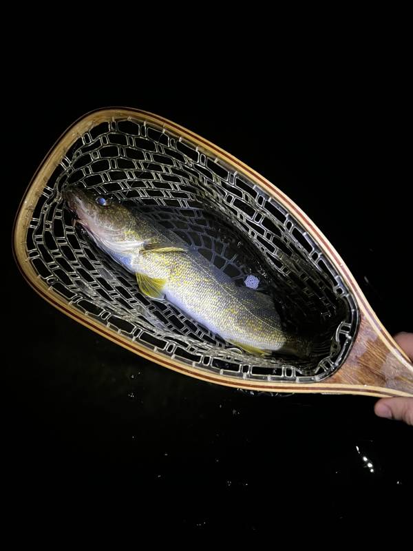 Walleye in West Pittston