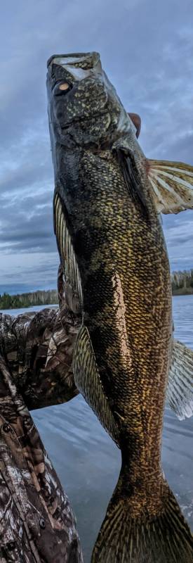 Walleye in Lake County