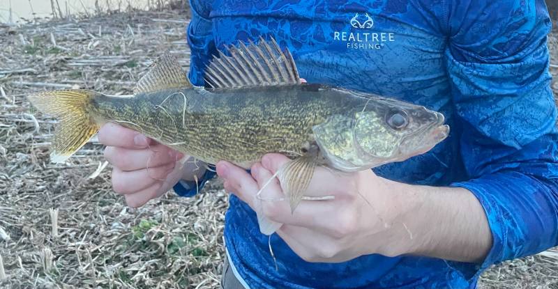 Walleye in Maumee