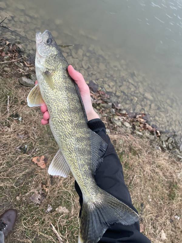 Walleye in Maumee