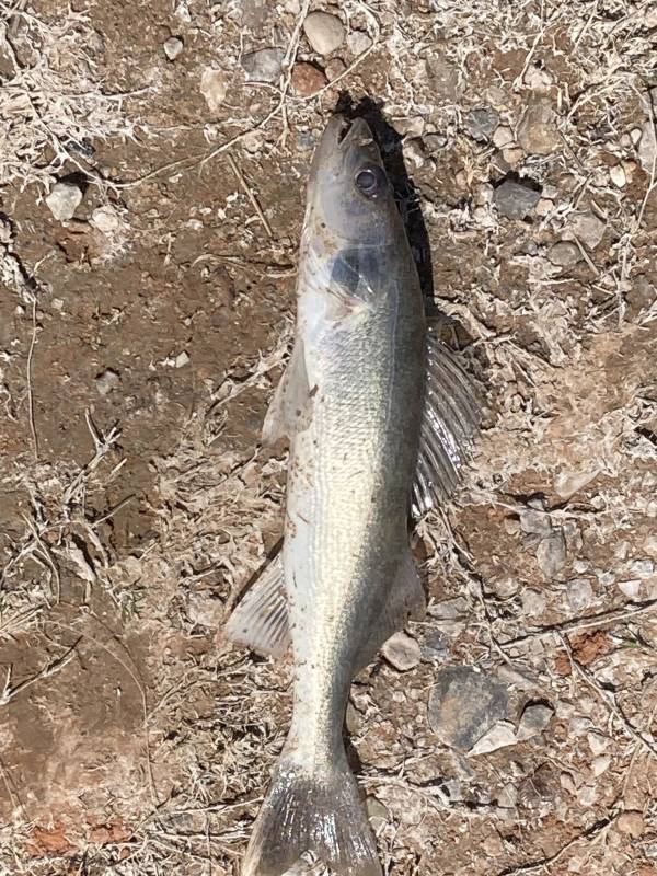 Walleye in Woodward County