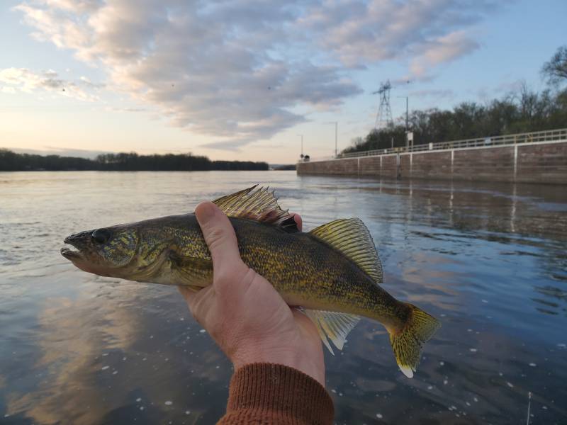 Walleye in Winona County