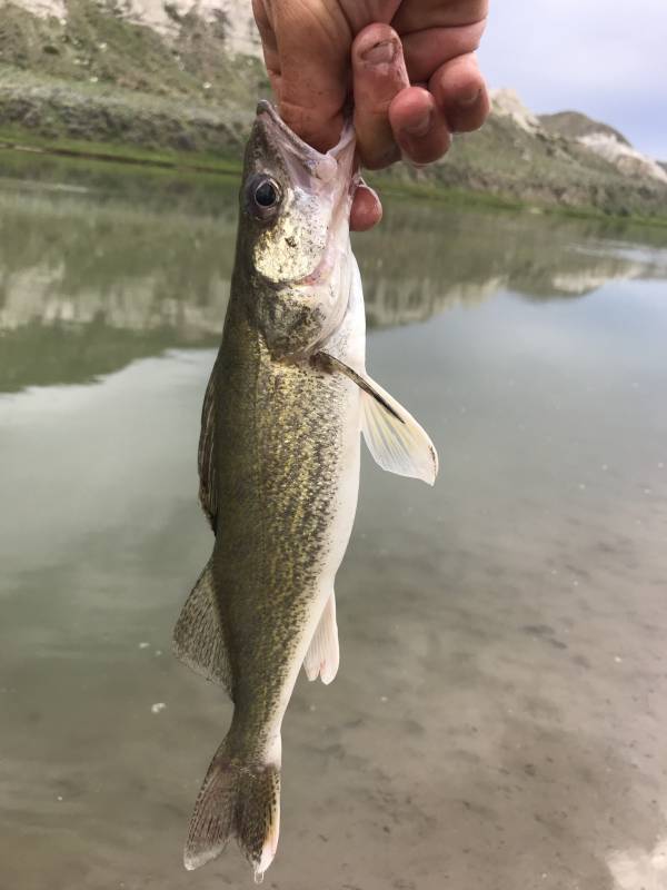Walleye in Montana