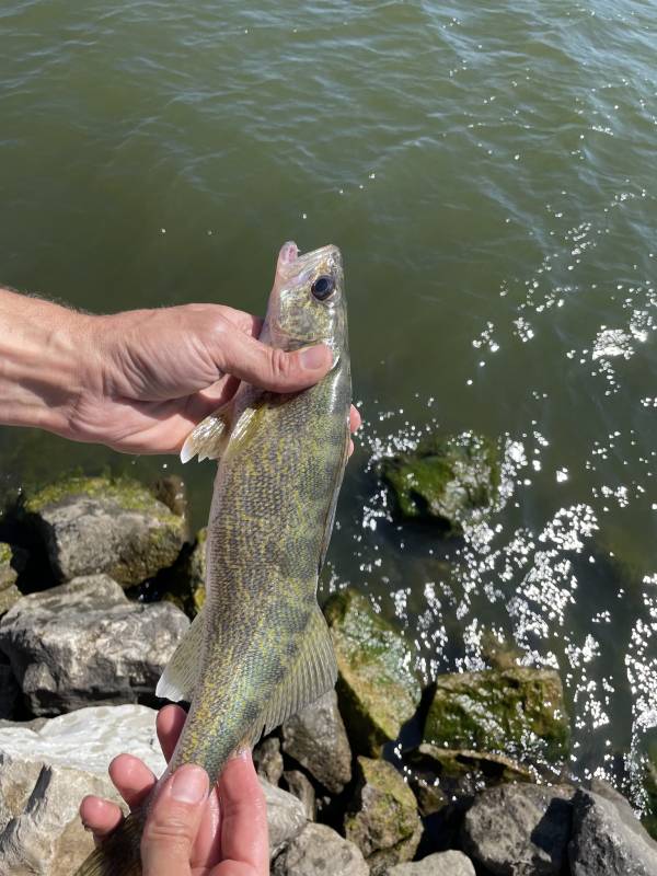 Walleye in Iowa