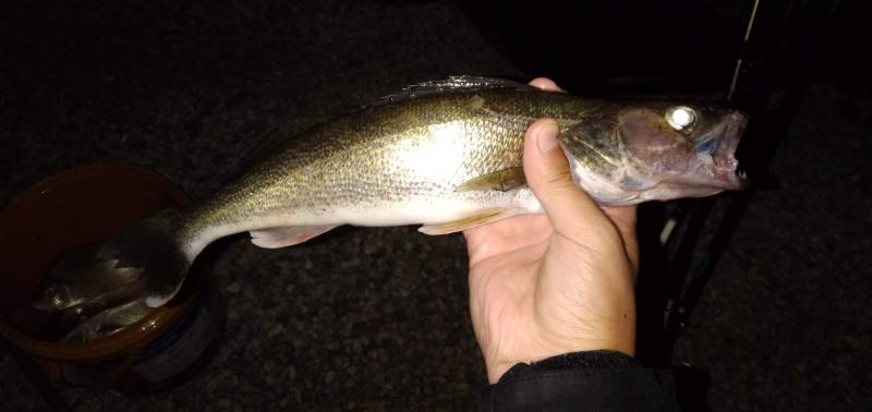Walleye in Farrell