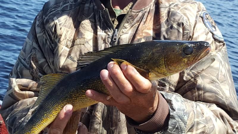 Walleye in Lake County