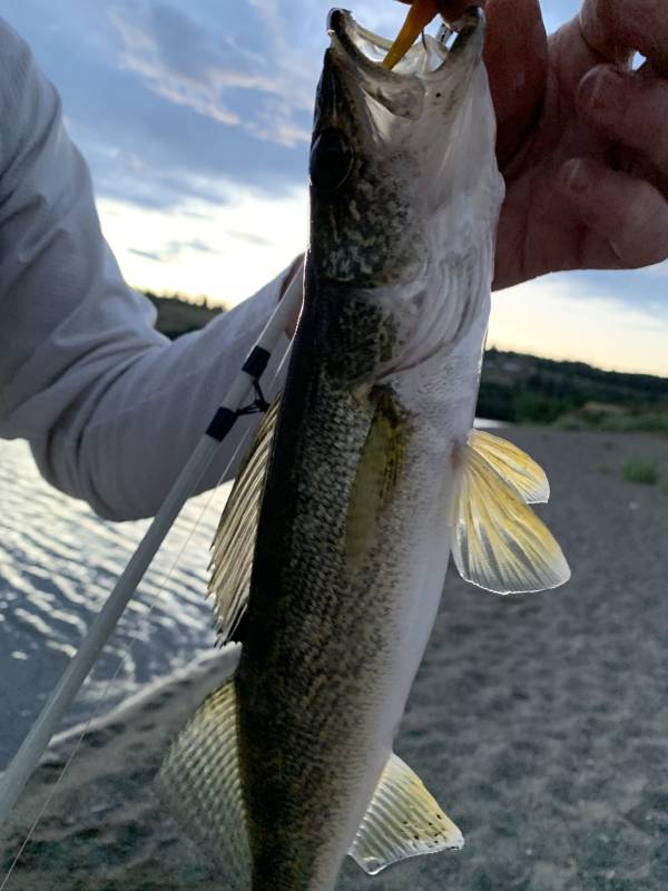 Walleye in Washington