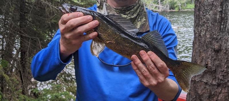 Walleye in Lake County