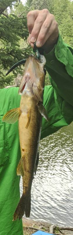 Walleye in Lake County