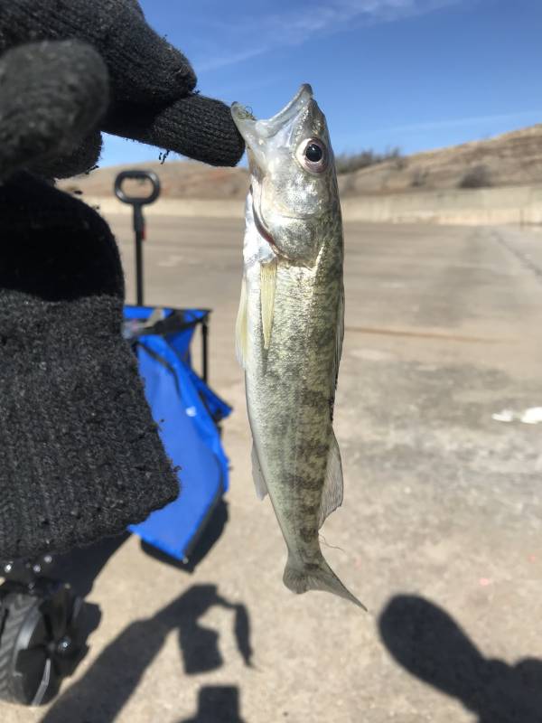 Walleye in Woodward County