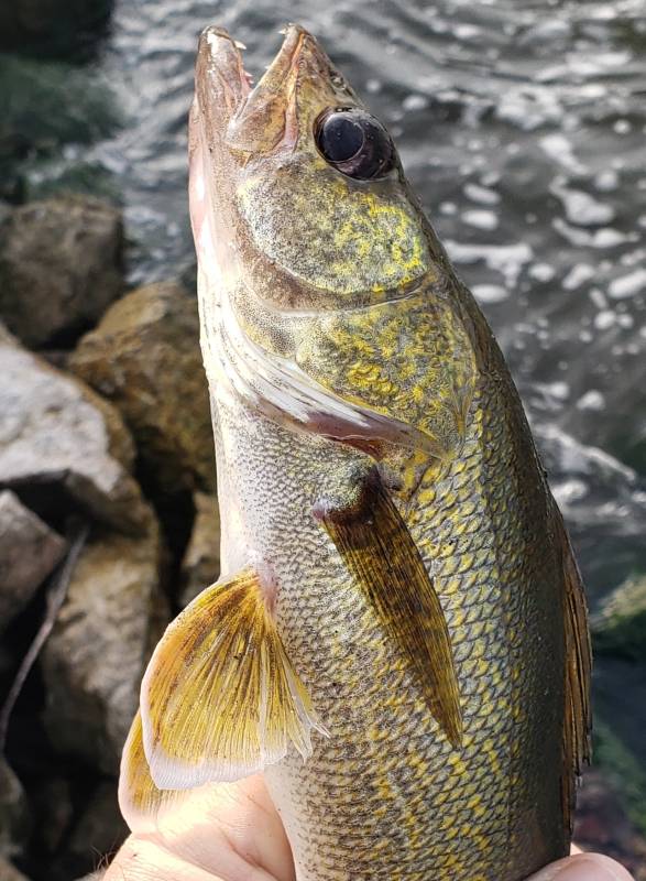 Walleye in Rock River