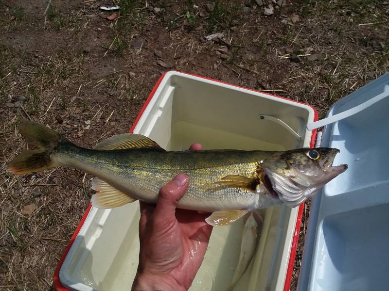 Walleye in Lake County