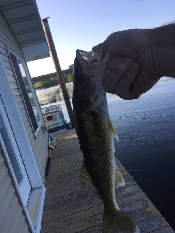 Walleye in Winona County