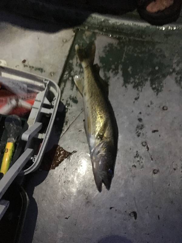 Walleye in Wisconsin