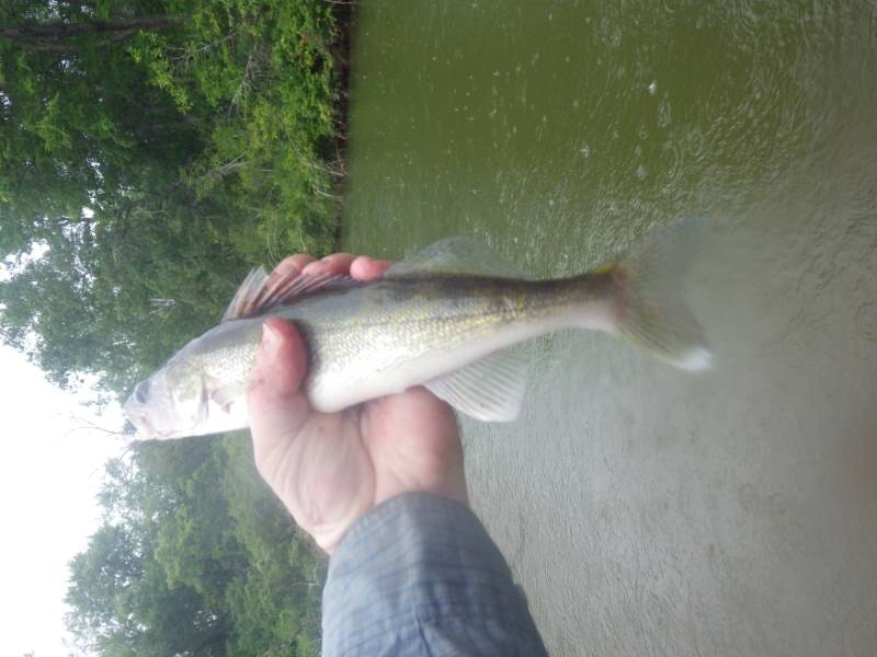 Walleye in Wisconsin
