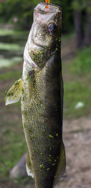 Walleye in Oconomowoc