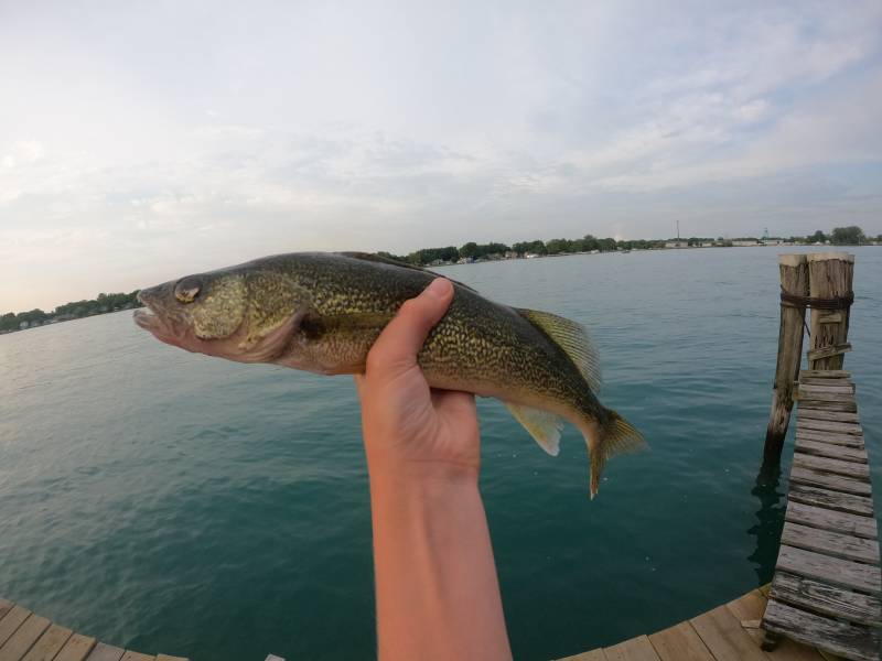 Walleye in Lincoln Park