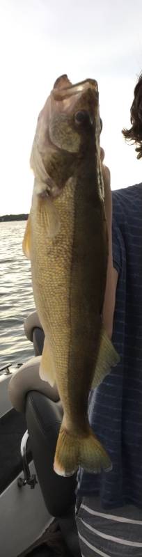 Walleye in Douglas County