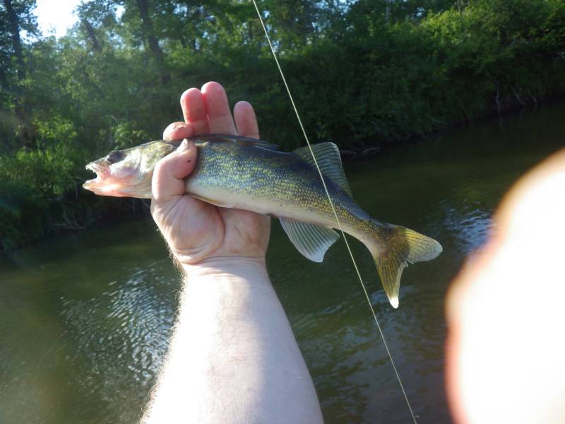 Walleye in Burnett County