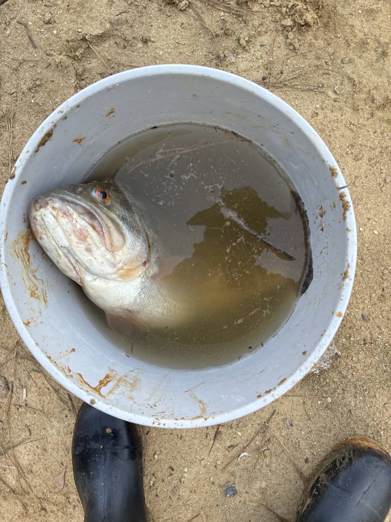 Largemouth bass in Wake County