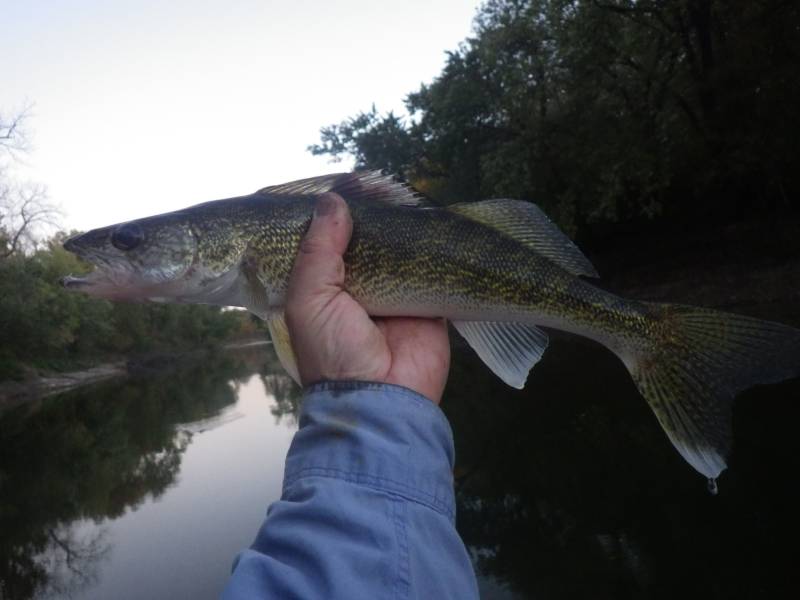 Walleye in Cherry