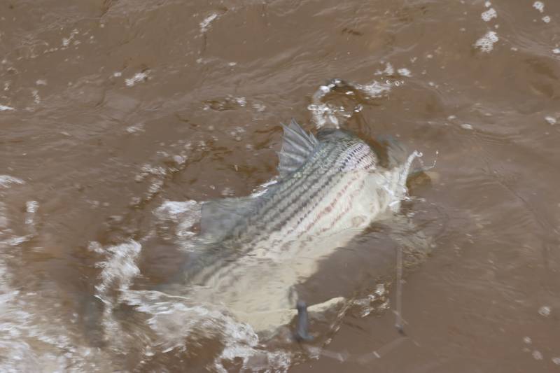 Striped bass in Dunellen