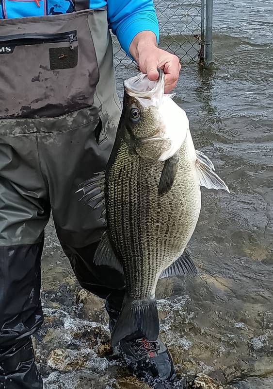 Striped bass in Tippecanoe River