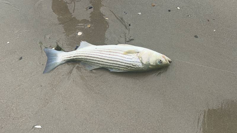Striped bass in Jewett City