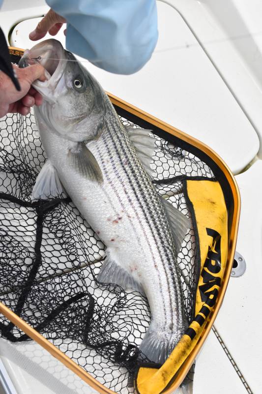 Striped bass in Gulf of Maine